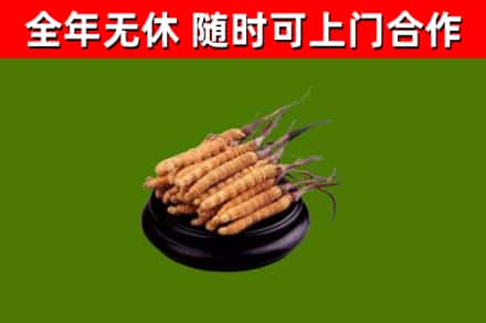 二七回收冬虫夏草